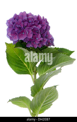 Lacecap Hydrangea (macrophylla normalis) isolated on white background. Stock Photo