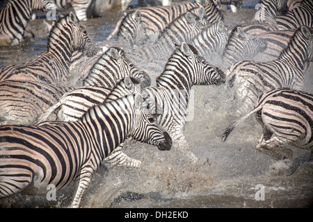 Zebras Running after being spooked Stock Photo