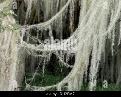 Old Man's Beard lichen growing on an apple tree, Mussel Creek estuary, Mussel Inlet, mid-coast British Columbia Stock Photo