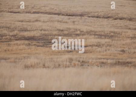 North-American coyote in dry grass field (canis latrans) - California, USA Stock Photo
