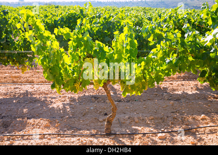 chardonnay Wine grapes in vineyard raw ready for harvest in Mediterranean Stock Photo