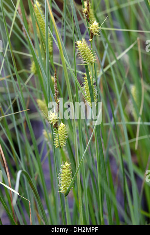 Carex rostrata, bottle sedge Stock Photo