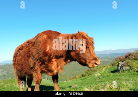 Luing cow on Gummers How above Lake Windermere in the Lake District National Park Stock Photo