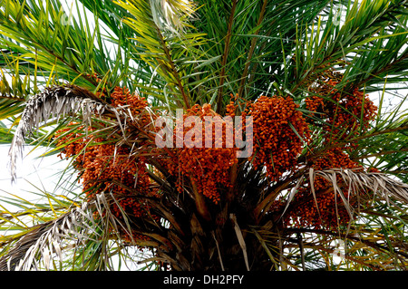 Date tree , Date palm tree , Date palm plant , ripe fruit hanging growing on tree , Phoenix dactylifera , Stock Photo