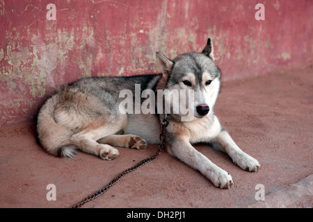 German Shepherd dog , pet , chained , india , asia Stock Photo