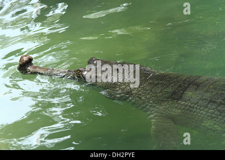Indian Gharial Crocodile in water at Jamshedpur zoo Jharkhand India Asia