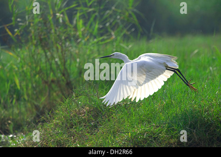 little egret   Egretta garzetta   small white heron Stock Photo