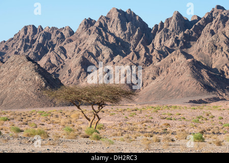 Impressions of Ras Muhammad National Park, Sinai, Egypt Stock Photo