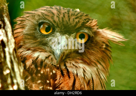Owl bird Stock Photo