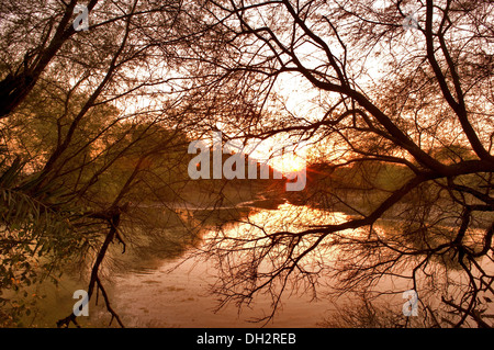 Sunset through trees in Ghana National Park Bharatpur Rajasthan India Asia Stock Photo