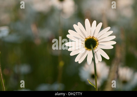 Oxeye Daisy (Leucanthemum vulgare) lit by the early morning Sun. Stock Photo