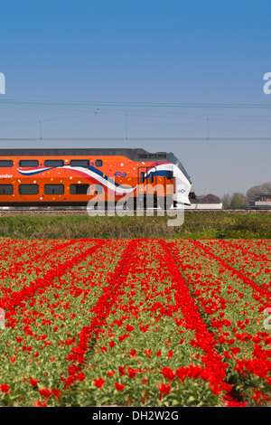 Netherlands, Vogelenzang, Tulip field. Orange Royal Kings train passing by. Stock Photo