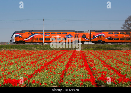 Netherlands, Vogelenzang, Tulip field. Orange Royal Kings train passing by. Stock Photo