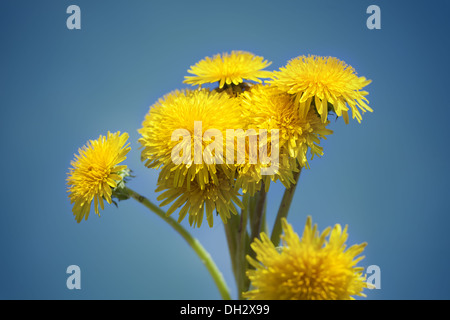 Dandelions on a blue sky background Stock Photo