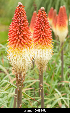 Group of Red Hot Poker flowers, Kniphifia in late summer in an English garden. Stock Photo