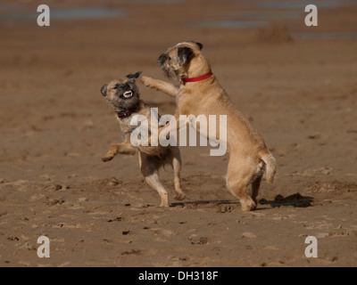 Two Border Terriers playing at the beach, Bude, Cornwall, UK Stock Photo