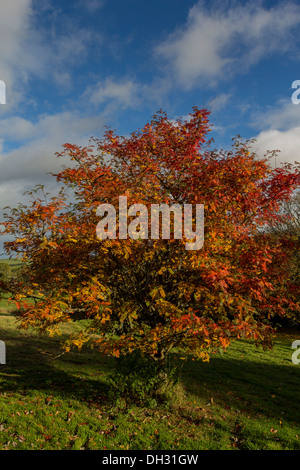 ROWAN TREE  [SORBUS] WITH YELLOW BERRIES AND COLOURED LEAVES IN AUTUMN Stock Photo