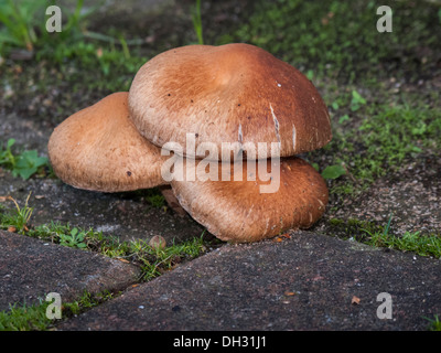 Slippery Jack Suillus luteus toadstool growing in brick weave pavement Stock Photo