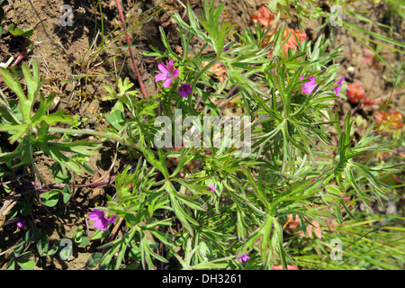 Cut-leaved Cranesbill, Geranium dissectum Stock Photo