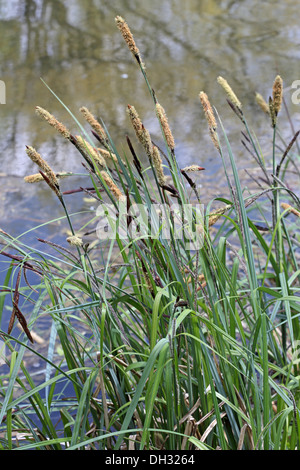 Carex acutiformis, Lesser Pond Sedge Stock Photo