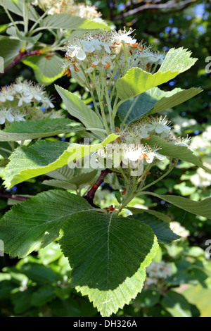 Sorbus aria, Whitebeam Stock Photo