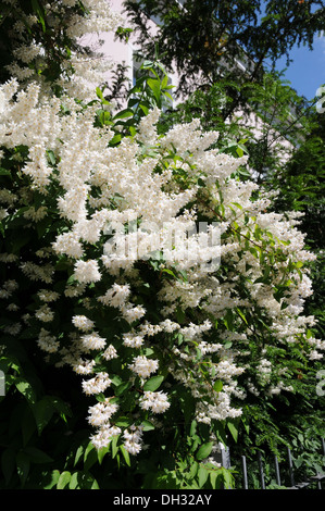 Deutzia Stock Photo