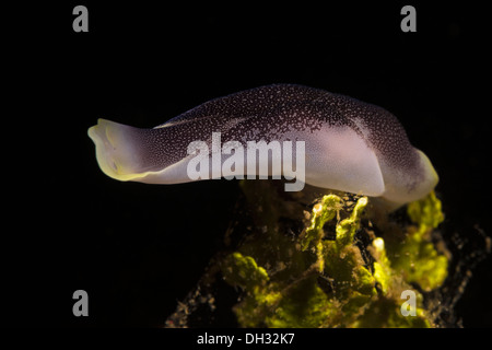 Headshield Sea Slug, Chelidonuira amoena, Lembeh Strait, North Sulawesi, Indonesia Stock Photo