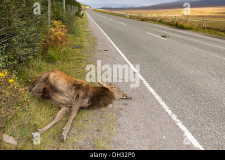 ROAD KILL IN THE SCOTTISH HIGHLANDS A RED DEER LYING DEAD BESIDE A REMOTE ROAD AFTER COLLISION WITH A SPEEDING VEHICLE Stock Photo