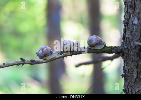 Snails Helix pomatia in forest on a branch Stock Photo