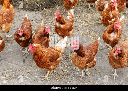 Chickens on the way - free range chickens Stock Photo