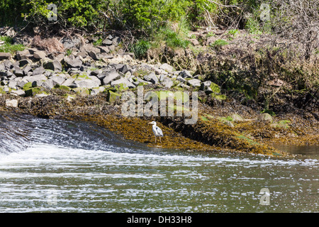 A Heron fishes by a weir on the River Coquet near Alnwick, Northumberland, UK Stock Photo