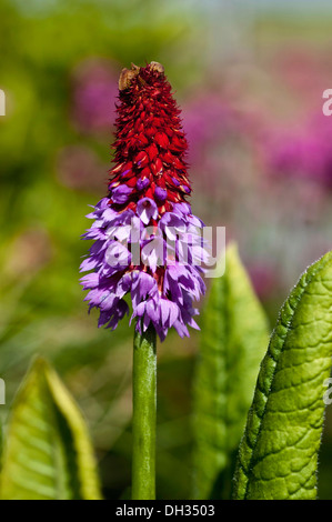 Primrose, Primula Vialii, red tipped pyramid of pink flowers growing in County Down, Northern Ireland. Stock Photo