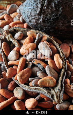 Cocoa bean, Theobroma cacao. Cocoa beans and pod. Mexico, Oaxaca, Stock Photo