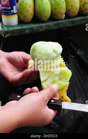 Prickly pear cactus Opuntia leucotricha. Preparing tunas or cactus fruit cropped shot of hands holding peeled fruit and knife. Stock Photo