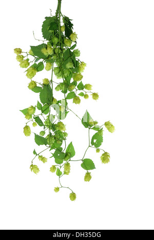 the cone of hop from leaves on white background Stock Photo