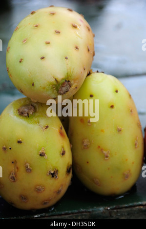 Prickly pear cactus, Opuntia leucotricha. Tunas or cactus fruit. Mexico, Bajio, Zacatecas, Stock Photo