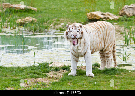 White Bengal tiger (Panthera tigris tigris) Stock Photo