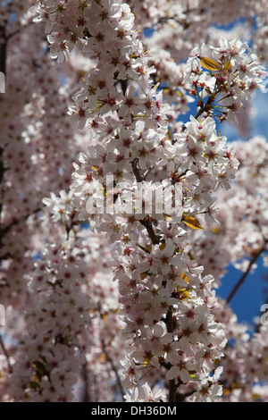 Apple tree, Malus domestica. Branches with massed, white blossoms. England, West Sussex, Chichester. Stock Photo