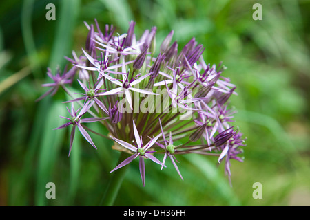 Allium christophii. Close view of spherical umbel of star shaped flowers. England, West Sussex, Chichester, Stock Photo