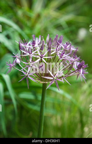 Allium christophii. Close view of spherical umbel of star shaped flowers. England, West Sussex, Chichester, Stock Photo