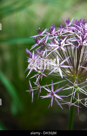 Allium christophii. Close cropped detail of spherical umbel of star shaped flowers. England, West Sussex, Chichester, Stock Photo