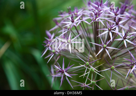 Allium christophii. Close cropped detail of spherical umbel of star shaped flowers. England, West Sussex, Chichester, Stock Photo