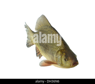 crucian carp on white background Stock Photo