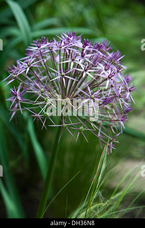 Allium christophii. Close view of spherical umbel of star shaped flowers. England, West Sussex, Chichester, Stock Photo