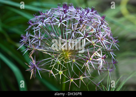 Allium christophii. Close cropped view of spherical umbel of star shaped flowers. England, West Sussex, Chichester, Stock Photo