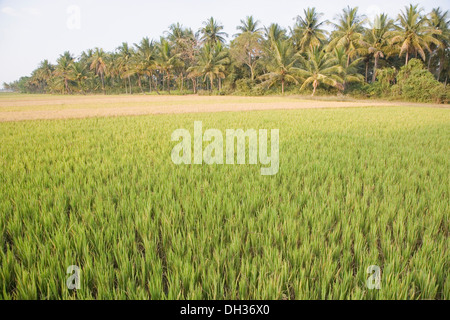 Rice paddy in a field, Shravanabelagola, Hassan District, Karnataka, India Stock Photo