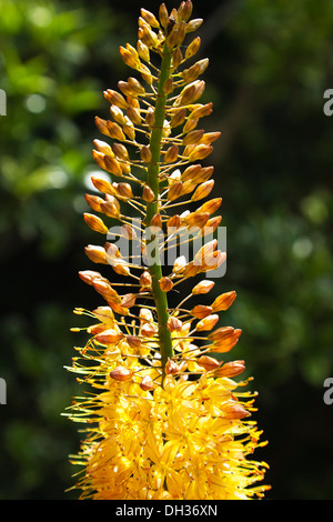 Foxtail lily Eremurus x isabellinus Cleopatra. Close view of spike of orange and copper coloured flowers. England West Sussex Stock Photo