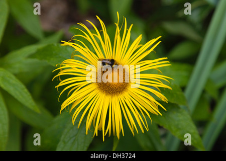 Inula. Bumble bee on yellow flower of Inula Hookeri. England, West Sussex, Chichester. Stock Photo