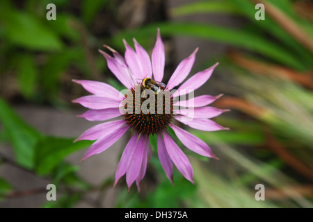 Coneflower, Echinacea purpurea. Bumble bee on central cone of flower. England, West Sussex, Chichester, Stock Photo
