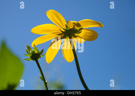 Cutleaf coneflower, Rudbeckia laciniata Herbstsonne. Two flowers against blue sky with petals made translucent in sunshine. Stock Photo